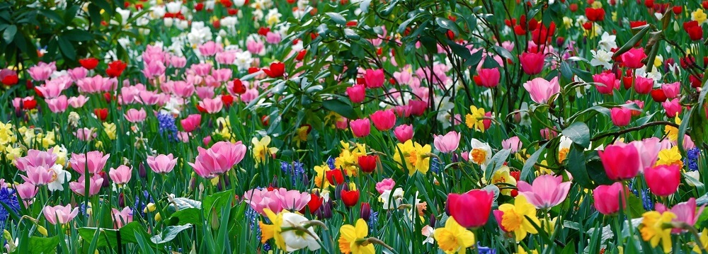 Hunter Valley Spring Festival of the Flowers