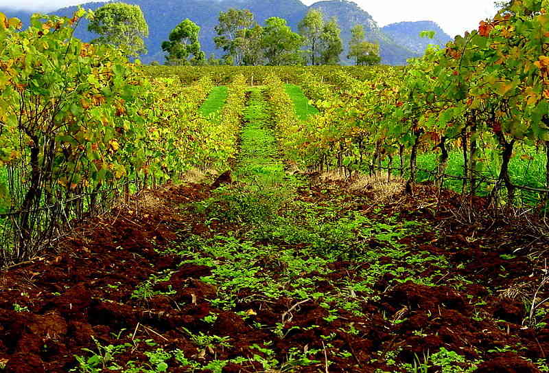 Best Wineries in Hunter Valley