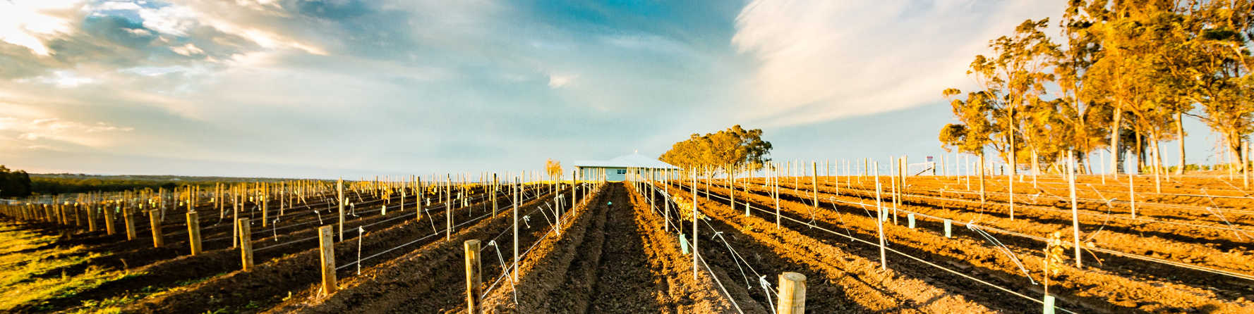 Discover Hunter Valley’s best wines