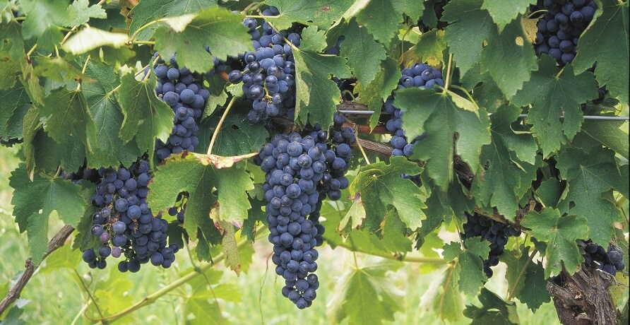 the hunter valley grapes