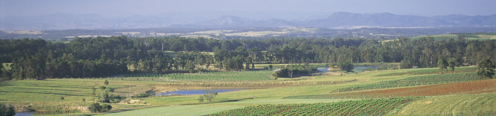 What is the oldest wine region in Australia?