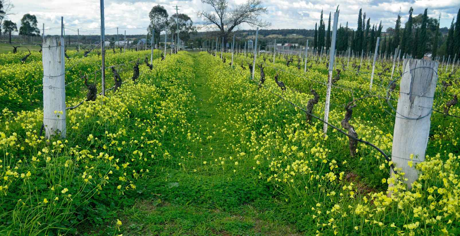 grassy vineyards