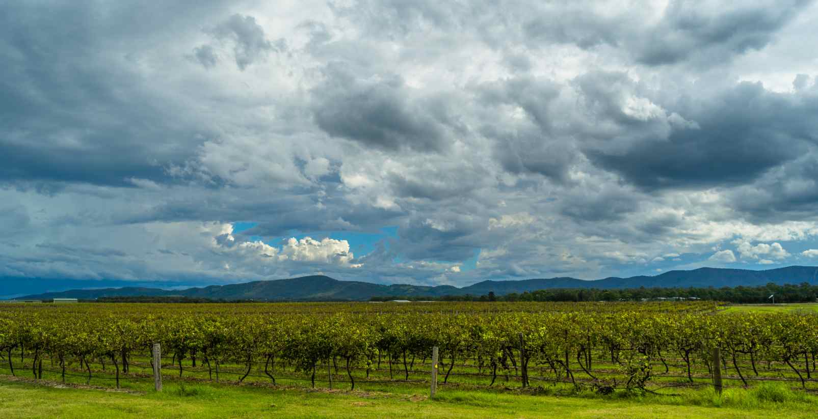 cloudy sky over vineyards