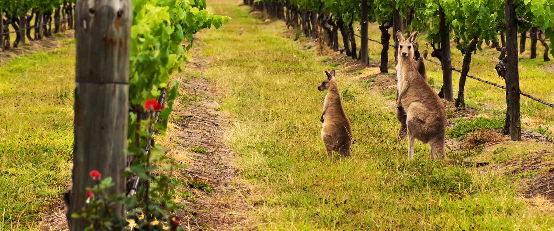 kanagaroos in vineyard
