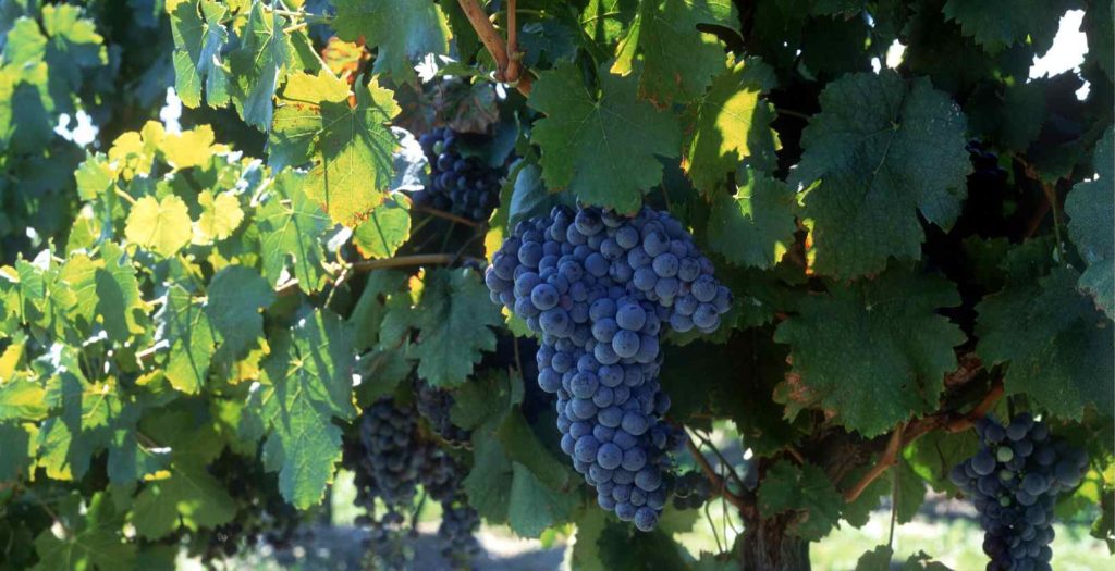 Grapes hanging from vine