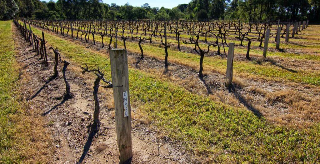 vineyards in Australian countryside