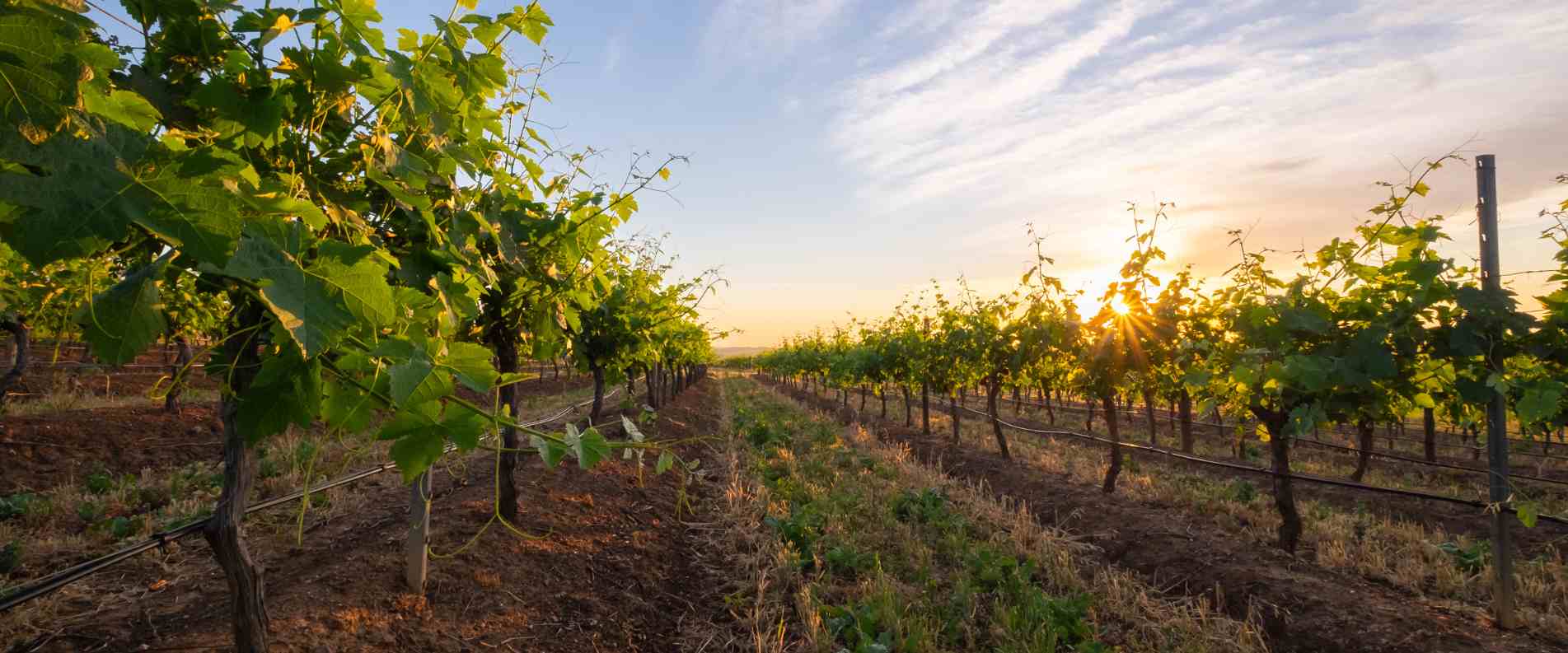 sunsetting over vineyards
