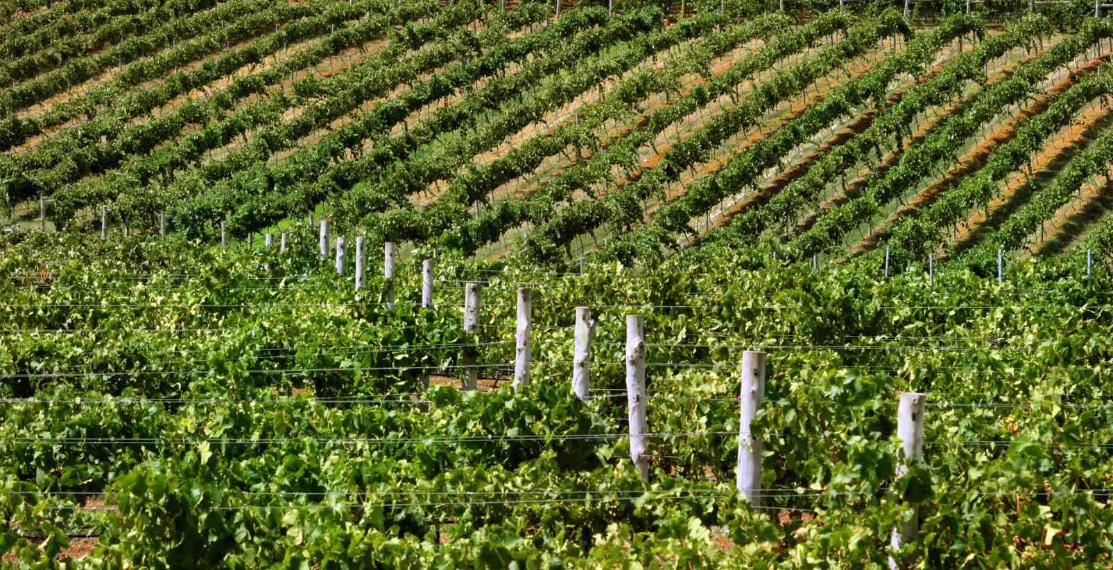 vineyards stretched across hills