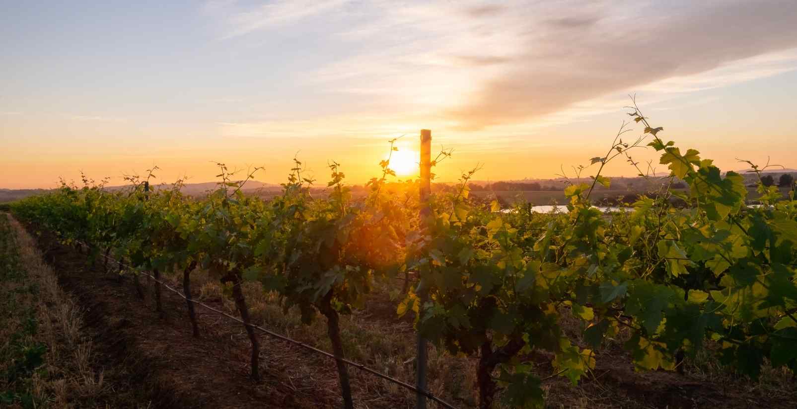sunsetting over vineyards