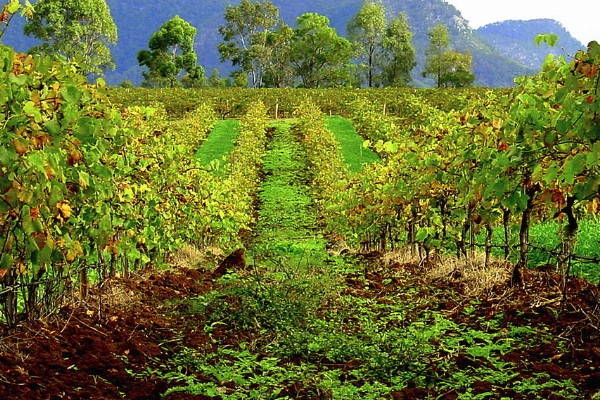 Hunter Valley Winery