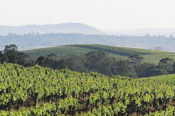 Hunter Valley Tour from Hunter Valley