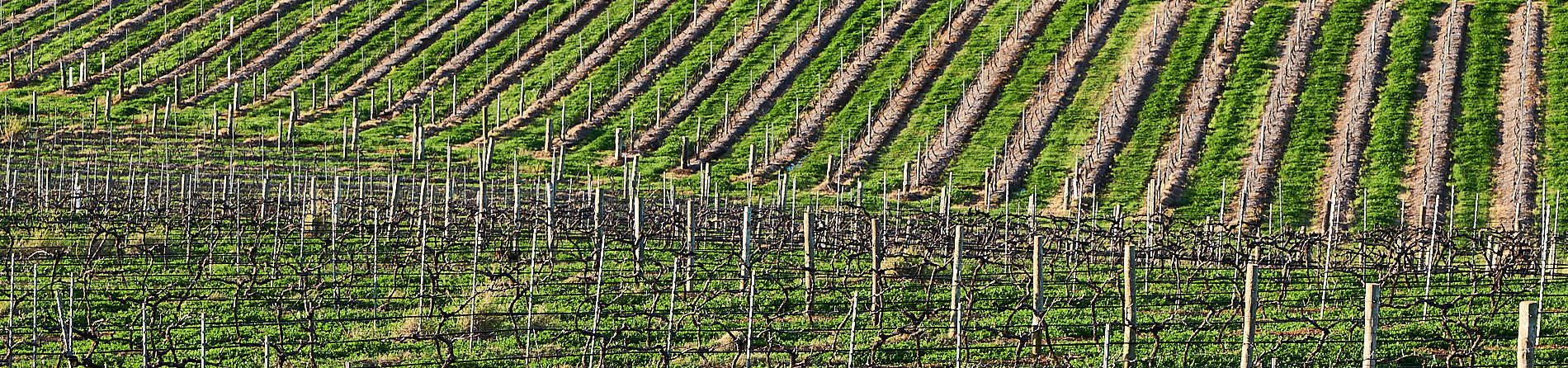 Hunter Valley Winery