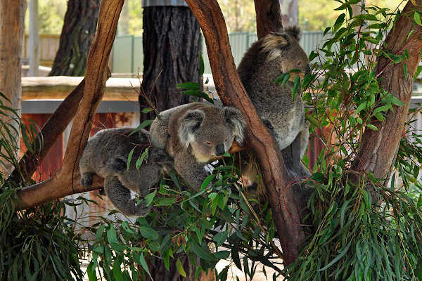 Hunter Valley Zoo