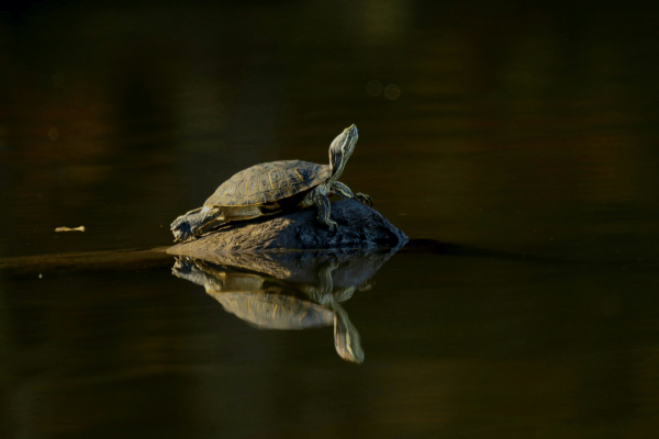 Turtle on a rock in the water 