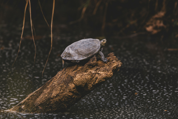 turtle on a rock in river water 